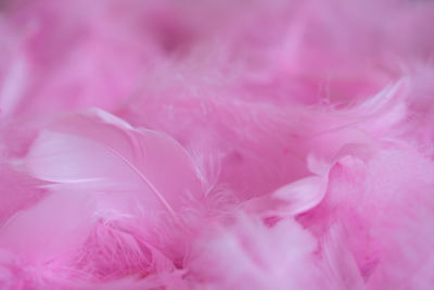 Macro shot of pink rose flower