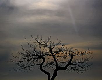 Close-up of silhouette bare tree against dramatic sky