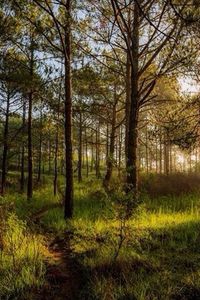 Trees on grassy field