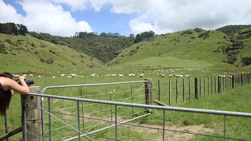 Scenic view of livestock on grassy field