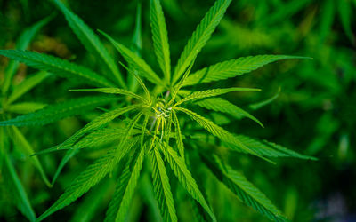 Close up view of green marijuana herbs leafs.