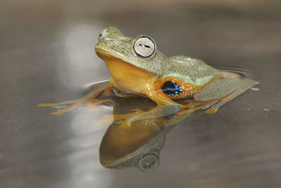 Close-up of frog in water