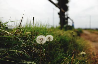 Close-up of dandelion growing in field