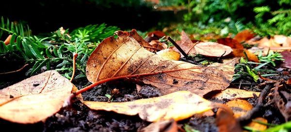 Close-up of maple leaves on fallen tree