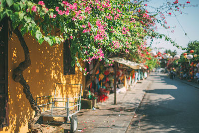 View of flowering plants by footpath