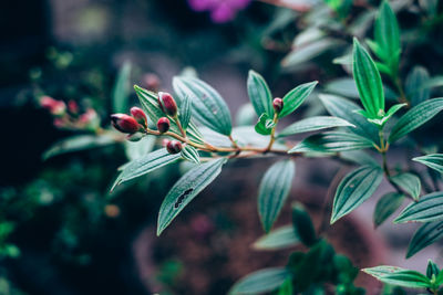 Close-up of butterfly on plant