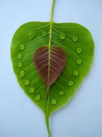 Close-up of raindrops on leaves