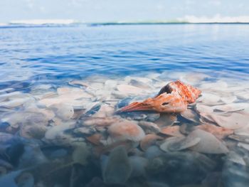 Fish swimming in sea