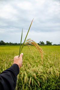 Midsection of person holding corn field