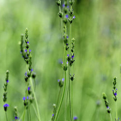 Close-up of purple flowers