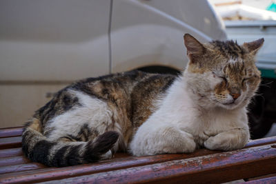 Close-up of cat relaxing on wooden bench