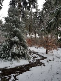 Trees on snow covered landscape
