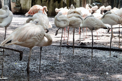 Flamingoes perching at lake