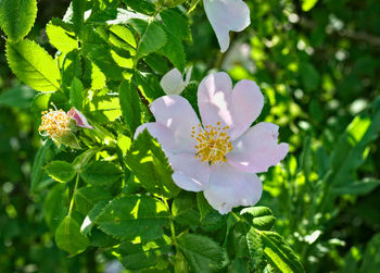 Close-up of white flowers blooming outdoors