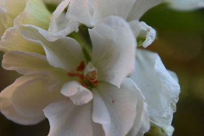 Close-up of white rose