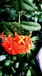 Close-up of flower growing on plant