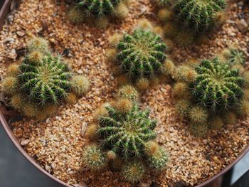 High angle view of cactus plants