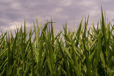 Close-up of stalks in field against cloudy sky