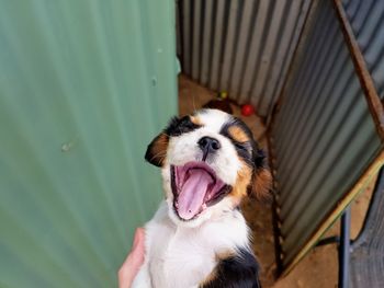 Close-up of hand holding dog