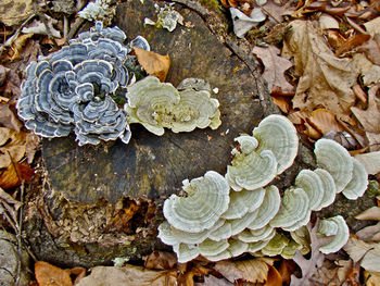 Close-up of leaves