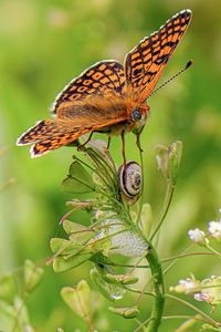 Butterfly on plant