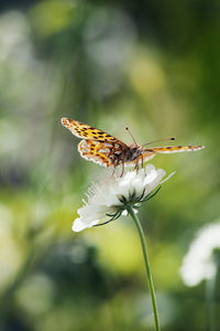 Butterfly on flower