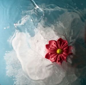 High angle view of pink sakura flower splashing on blue and white water