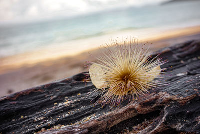 Close-up of dandelion on rock at sea shore during sunset