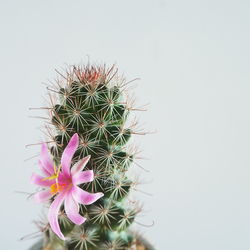 Close-up of cactus flower pot against white background