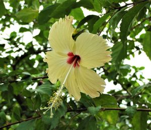 Low angle view of hibiscus blooming on tree