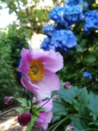 Close-up of flowers blooming outdoors