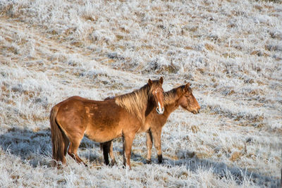 Side view of horse on field