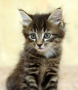 Close-up portrait of tabby kitten