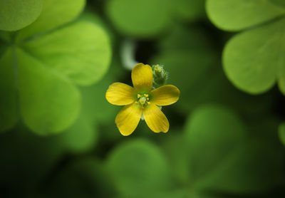 Close-up of yellow flowering plant