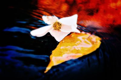 Close-up of flower floating on water