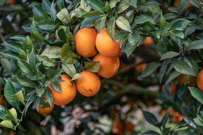 Close-up of oranges on tree