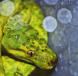 Close-up of green turtle in water