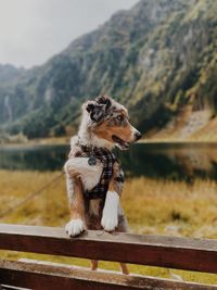 Close-up of a dog looking away