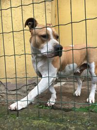 View of dog looking away