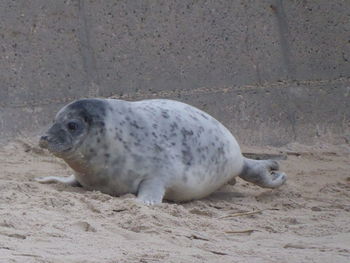 Side view of an animal on land