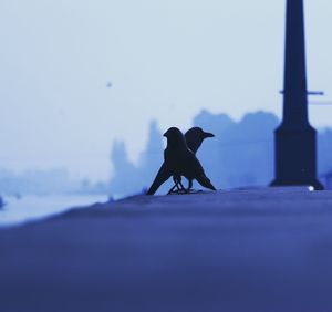 Silhouette bird perching against clear sky