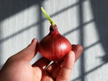 Close-up of hand holding tomato