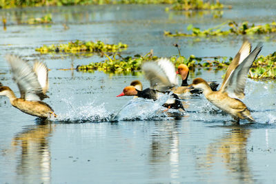 Flock of migratory red crested pochard aythyinae flying on lake. vedanthangal bird sanctuary india