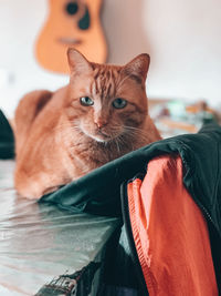 Portrait of cat on blanket at home