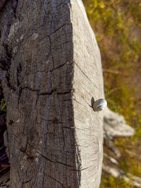 Close-up of bird on tree trunk