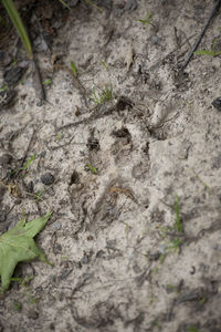 High angle view of a horse on field