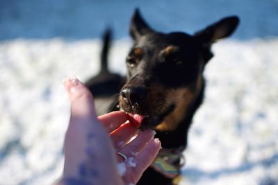 Close-up of dog licking hand