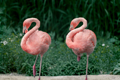 Close-up of flamingo