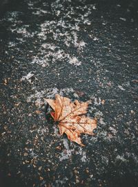 High angle view of maple leaves on road