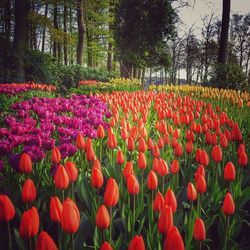 Red tulips blooming on field against trees